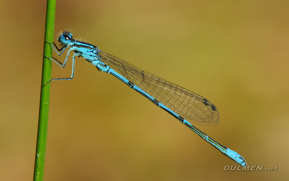 Azure Bluet (Male, Coenagrion puella)